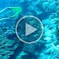 dive_video_roatan_2005_02