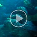 dive_video_roatan_2005_03