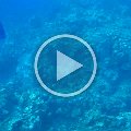 dive_video_roatan_2005_06