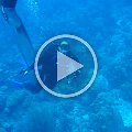 dive_video_roatan_2005_07