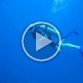 dive_video_roatan_2005_12