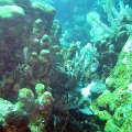 Roatan 2005_104