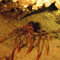 Roatan 2005_132