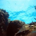 Roatan 2005_98