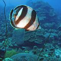 Curacao 2006_158