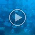 dive_video_florida_key_largo_2007_02