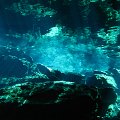 PlayaDelCarmen-Cenote-2008-020