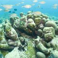 Double Reef_002