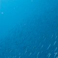 Double Reef_020