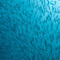 Double Reef_023