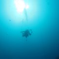 2011-11-19 St Martin - Porpoise - That Confounded Bridge_07