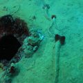 2011-11-19 St Martin - Porpoise - That Confounded Bridge_19