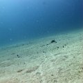 2011-11-19 St Martin - Porpoise - That Confounded Bridge_21
