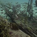 2011-11-19 St Martin - Porpoise - That Confounded Bridge_22