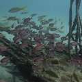 2011-11-19 St Martin - Porpoise - That Confounded Bridge_23