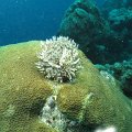 Reefs_09