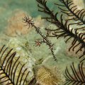 PipeFish