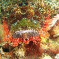 ScorpionFish1