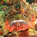 ScorpionFish2