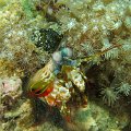 MantaShrimp08