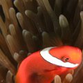 Nemo's_08