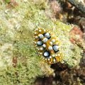 NudiBranch01