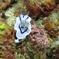 NudiBranch06