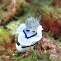 NudiBranch07