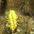 NudiBranch10