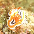 NudiBranch12