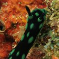 NudiBranch14