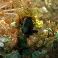 NudiBranch16