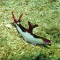 NudiBranch20