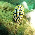 NudiBranch25