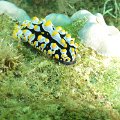 NudiBranch26