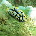 NudiBranch27