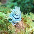 Nudibranch1