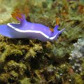 Nudibranch4