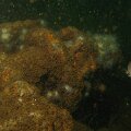 IMG_1797